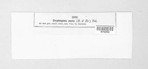 Prosthecium auctum image